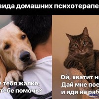Из жизни кошачьих ee8NaLel0BQ.jpg