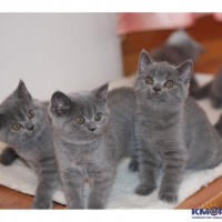 Из жизни кошачьих 391dbd6b3937c574edd35d544ef0bcc9.jpg
