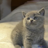 Из жизни кошачьих 714z4299974e.jpg