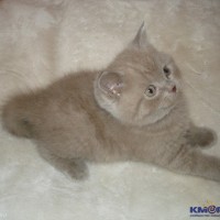 Из жизни кошачьих 6c90b457d8b9de32a21a75e122d21f20.jpg