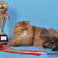 Новый клуб любителей кошек "Талисман"! Тедди Манки Изабелла оф Ырыс PER f 23.jpg