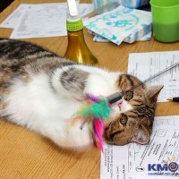 Новый клуб любителей кошек "Талисман"! Ырыс.jpg