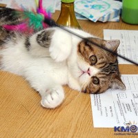 Новый клуб любителей кошек "Талисман"! Ырыс2.jpg