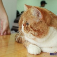 Новый клуб любителей кошек "Талисман"! янтарь Ырыс.jpg