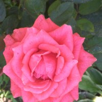 IMG_20180804_110702.jpg