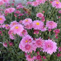 IMG_6864.JPG