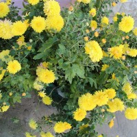 IMG_6881.JPG